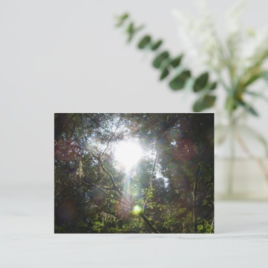 Licht door de bomen briefkaart (Staand voorkant)