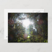 Licht door de bomen briefkaart (Voorkant / Achterkant)