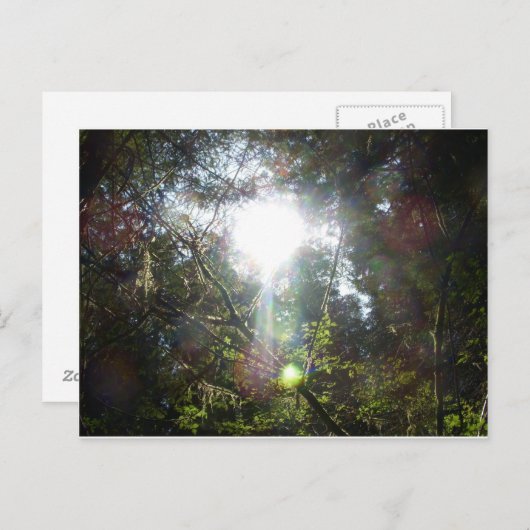 Licht door de bomen briefkaart (Voorkant / Achterkant)