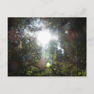 Licht door de bomen briefkaart