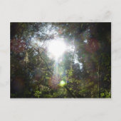 Licht door de bomen briefkaart (Voorkant)
