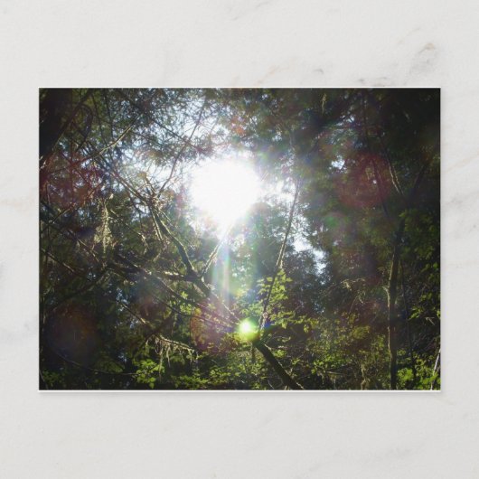 Licht door de bomen briefkaart (Voorkant)