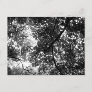 Licht door de bomen briefkaart