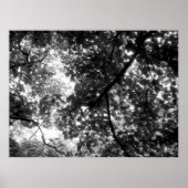 Licht door de bomen poster (Voorkant)