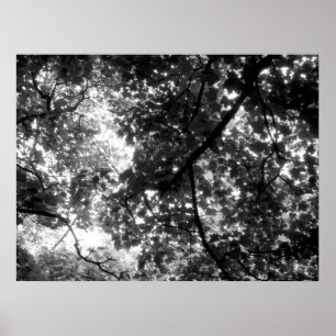 Licht door de bomen poster