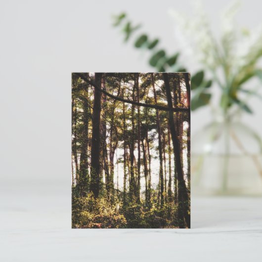 Licht door de bosbomen briefkaart (Staand voorkant)