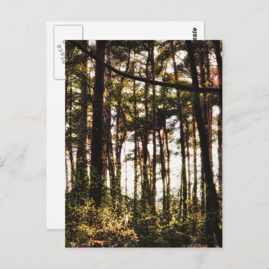 Licht door de bosbomen briefkaart (Voorkant / Achterkant)