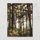 Licht door de bosbomen briefkaart (Voorkant)
