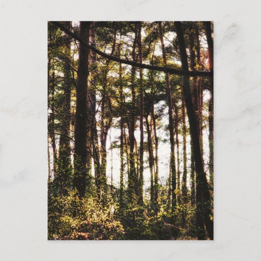 Licht door de bosbomen briefkaart (Voorkant)