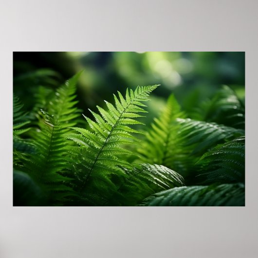 Licht en varens poster (Voorkant)