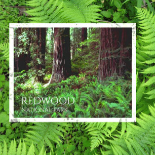 Licht filteren door sequoiabomen, varens briefkaart