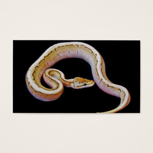 Licht gekleurde doorlooppython visitekaartjes (Voorkant)