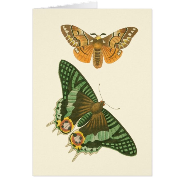 Licht geordende vlinderschildering (Voorkant)