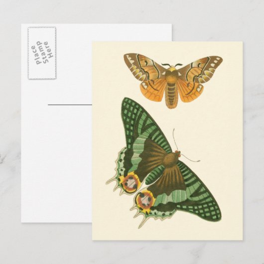 Licht geordende vlinderschildering briefkaart (Voorkant / Achterkant)