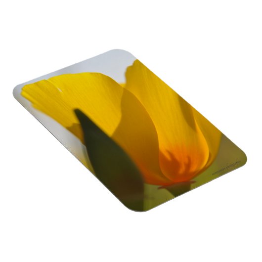 Licht gevulde papaver magneet (Rechterzijde)