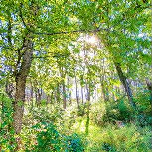 Licht in het bosboek notitieboek