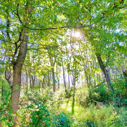 Licht in het bosboek notitieboek
