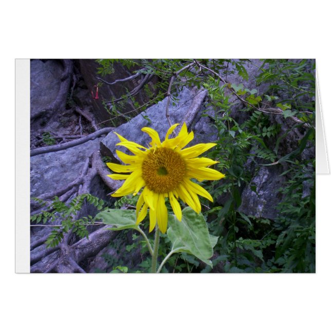 Licht in het donker (Voorkant Horizontaal)