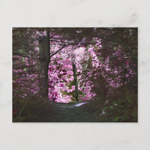 Licht op Natuur Briefkaart pad