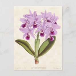 Licht Paars Cattleya Orchid  Botanisch Briefkaart