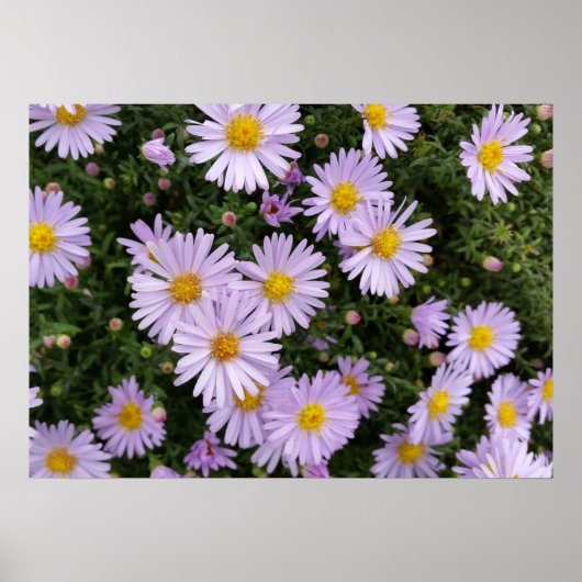 licht paars poster (Voorkant)