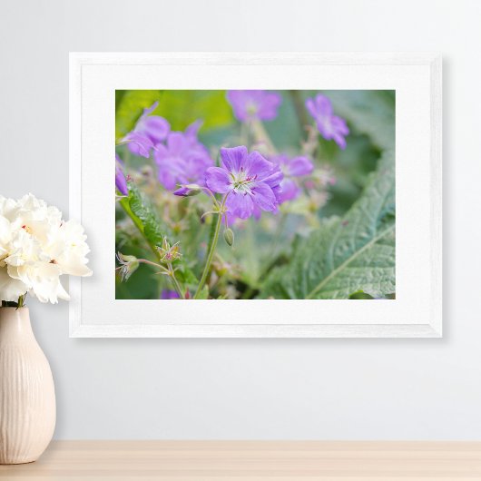 Licht Paarse Geranium Wildflower Botanische Foto Poster