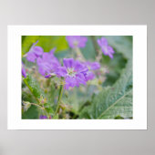 Licht Paarse Geranium Wildflower Botanische Foto Poster (Voorkant)