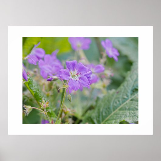 Licht Paarse Geranium Wildflower Botanische Foto Poster (Voorkant)