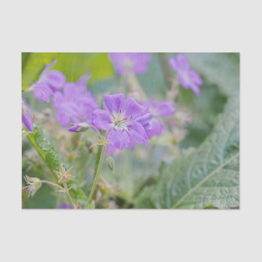Licht Paarse Geranium Wildflower Botanische Foto Tissuepapier (Voorkant)