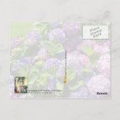 Licht Paarse hydrangeas in volle bloei Briefkaart (Achterkant)