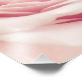 Licht roze Roos ventilator - Rozen bloemen Foto Afdruk (Hoek)