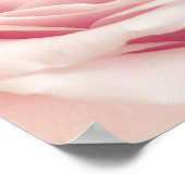 Licht roze Roos ventilator - Rozen bloemen Poster (Hoek)