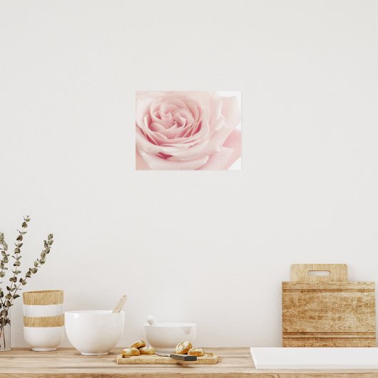 Licht roze Roos ventilator - Rozen bloemen Poster (Keuken)