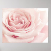 Licht roze Roos ventilator - Rozen bloemen Poster (Voorkant)