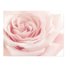 Licht roze Roos ventilator - Rozen bloemen