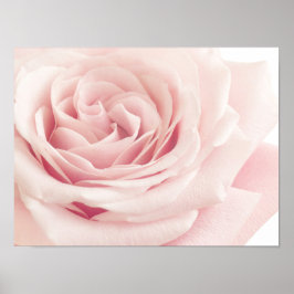 Licht roze Roos ventilator - Rozen bloemen Poster