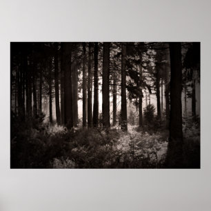 Licht schitteren door een donker bos poster