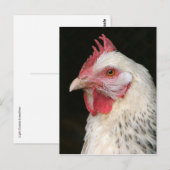 Licht sussex briefkaart (Voorkant / Achterkant)