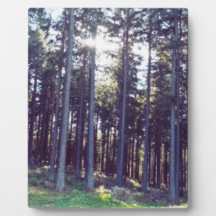 Licht tussen de dennen - Wilde natuur Roemenië Fotoplaat