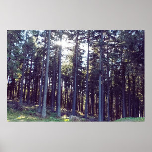 Licht tussen de dennen - Wilde natuur Roemenië Poster