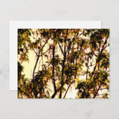 Licht van Dawn door Maple Leaves en Flowers Postca Briefkaart (Voorkant / Achterkant)