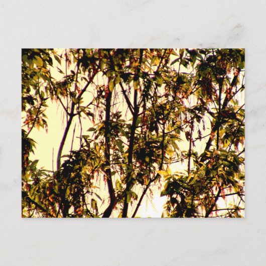 Licht van Dawn door Maple Leaves en Flowers Postca Briefkaart (Voorkant)