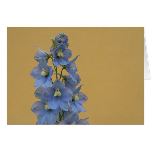 Lichtblauw Larkspur (Voorkant Horizontaal)