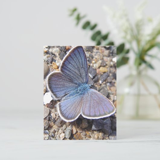 Lichtblauwe vlinder (Staand voorkant)