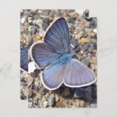 Lichtblauwe vlinder briefkaart (Voorkant / Achterkant)