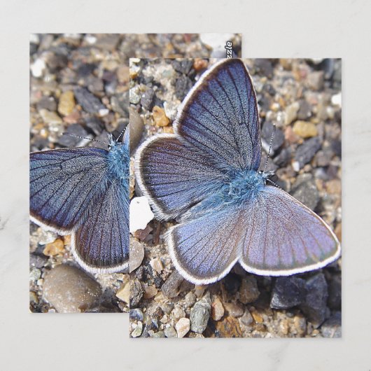 Lichtblauwe vlinder briefkaart (Voorkant / Achterkant)