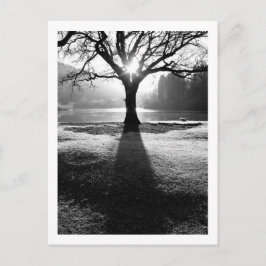 Lichtboom: Derwentwater, Cumbria Briefkaart