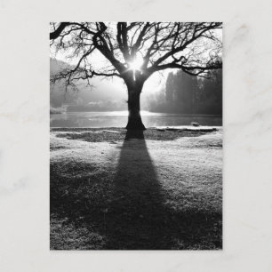 Lichtboom: Derwentwater, district Lake Briefkaart