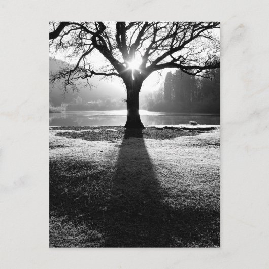 Lichtboom: Derwentwater, district Lake Briefkaart (Voorkant)