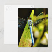 Lichte blauwe dragonvlieg briefkaart (Voorkant / Achterkant)